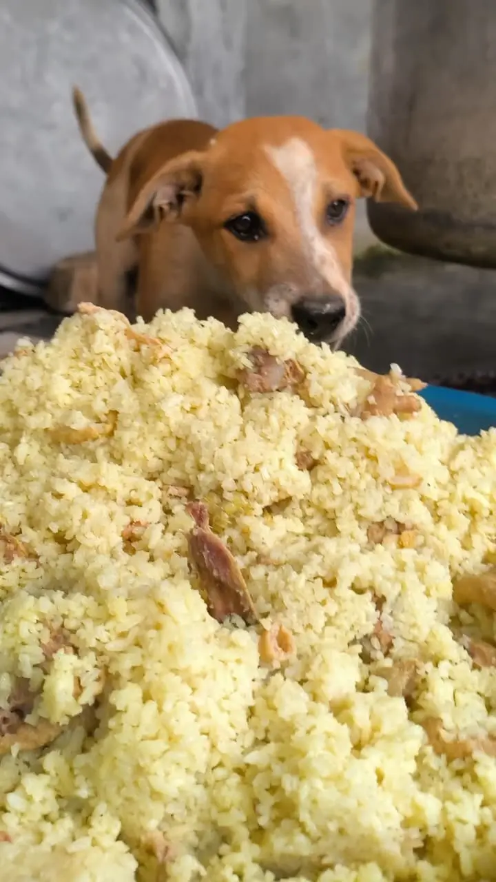 Street dog eating fresh food in Bangalore