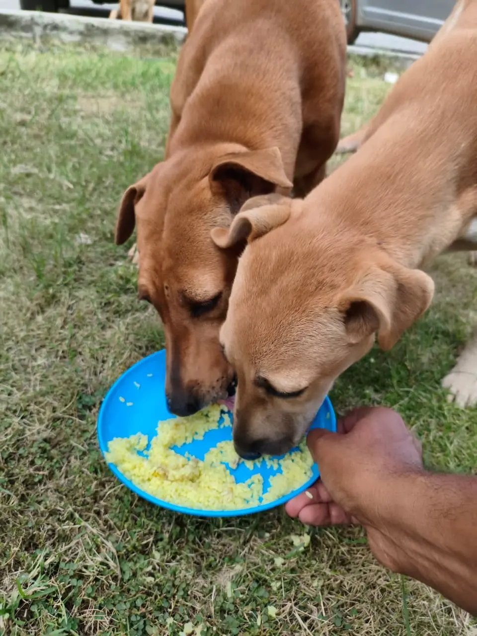 Street dogs eating fresh food from a blue plate in Bangalore