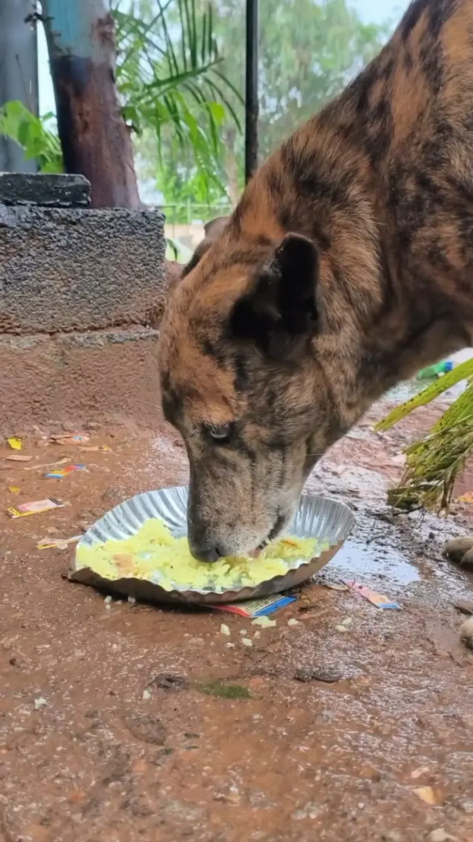Street dog eating fresh food in Bangalore
