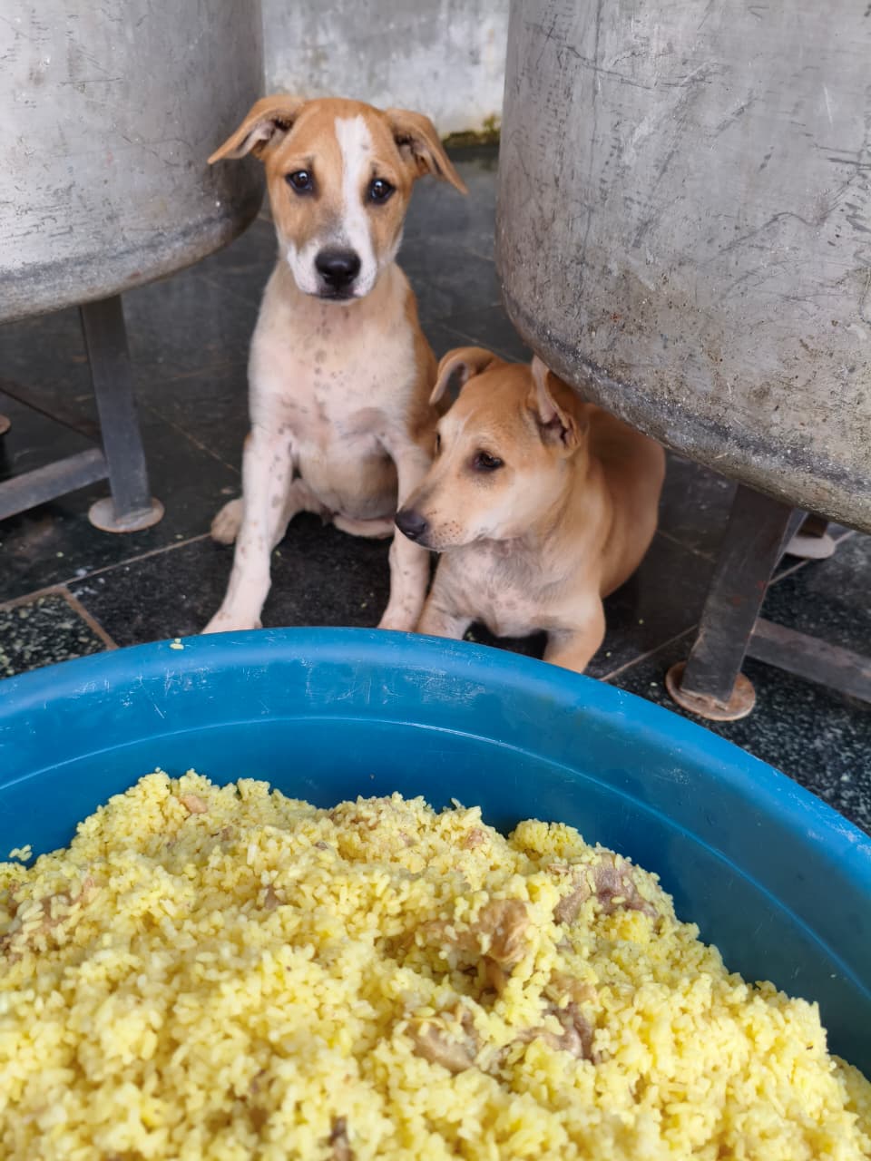 Street dogs waiting for fresh food in Bangalore