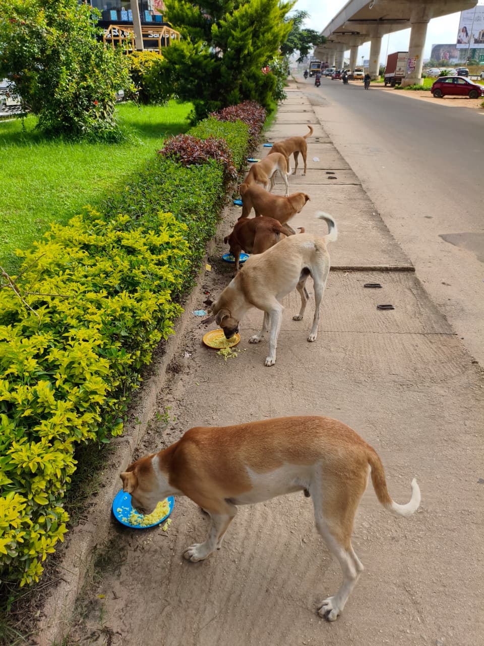 Street dogs eating fresh food in Bangalore