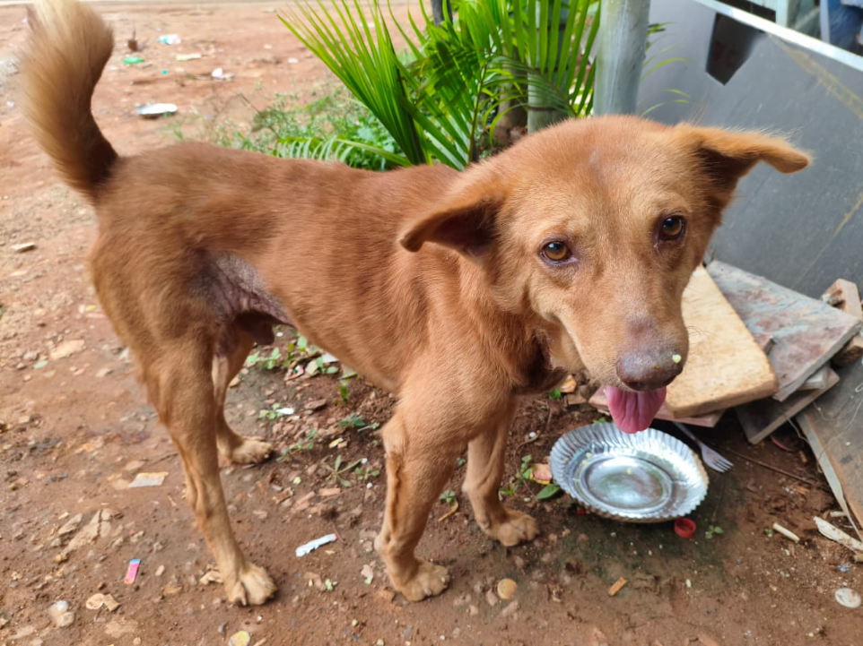 Street dog eating fresh food in Bangalore