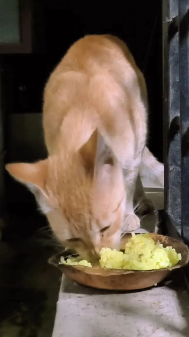 Street cat eating fresh food in Bangalore